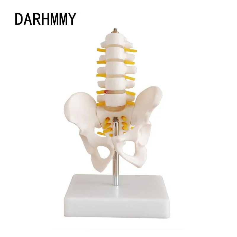 DARHMMY Мини-човешкият купа с пет поясничными прешлените и на бедрената кост, модел на гръбначния стълб, учебно обзавеждане по анатомия на скелета
